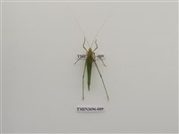 藏品(直翅目(4))的圖片
